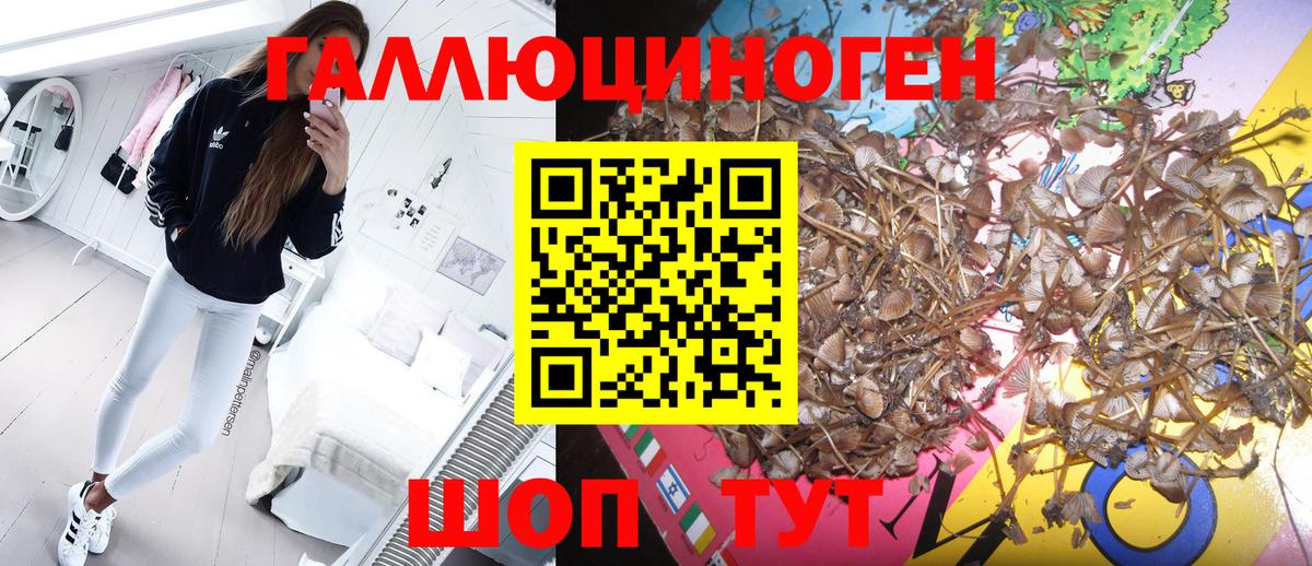 Галлюциногенные грибы Psilocybine cubensis Кумертау